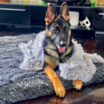 Cozy Comfort Redefined: Why Every Pet Needs a Nest Dog Bed 