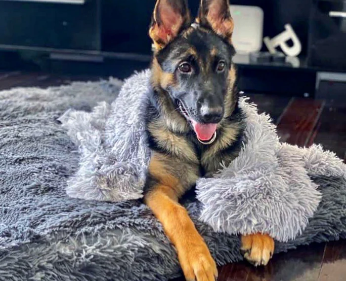 Cozy Comfort Redefined: Why Every Pet Needs a Nest Dog Bed 
