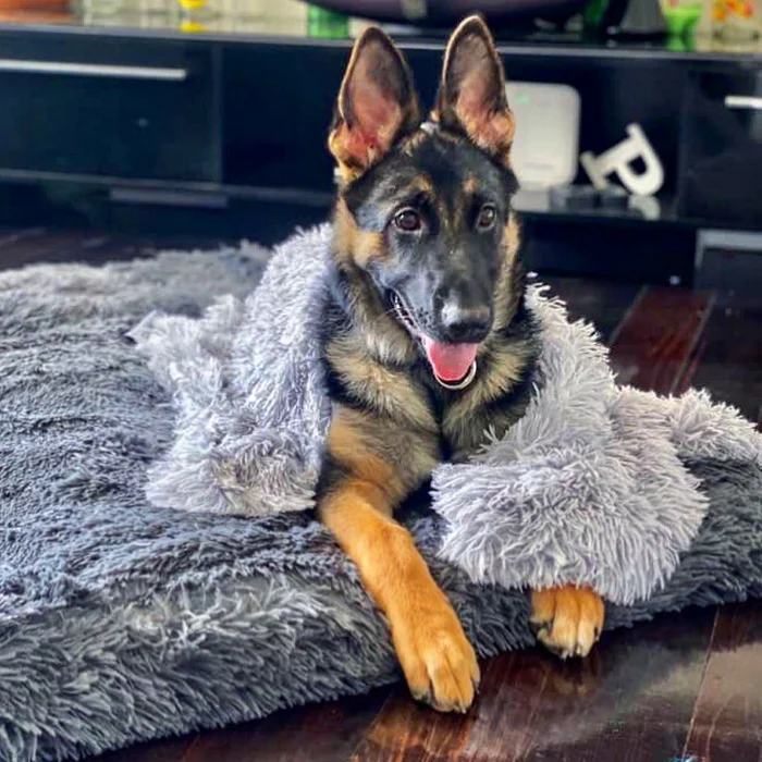 Cozy Comfort Redefined: Why Every Pet Needs a Nest Dog Bed 